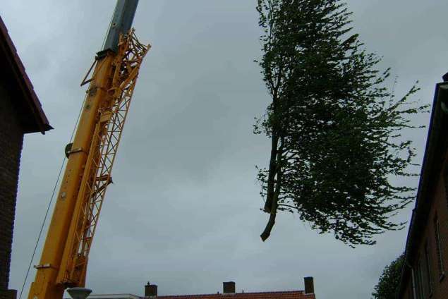 rooien van een kersenboom uit de achtertuin in best. 